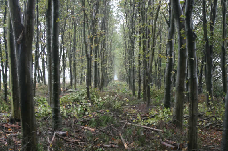 Forestry work
