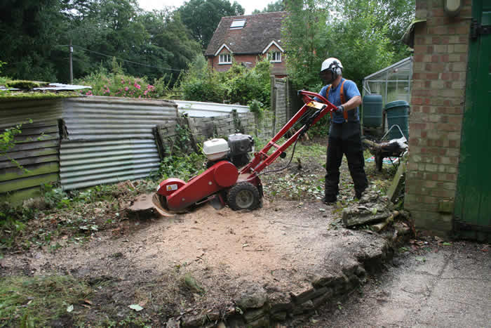 stump grinder in action